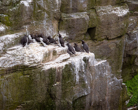 Murres