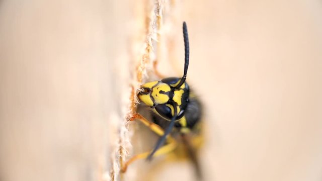 Extreme macro close-up of a wasp, Vespula Germanica, collecting wood