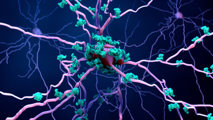 Death of neurons in the aging brain or Proteins in neurons