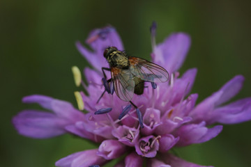 Fliege auf einer Lila Bl&uuml;te