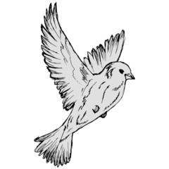 Isolate on a white background, drawing with a pencil, a flying bird