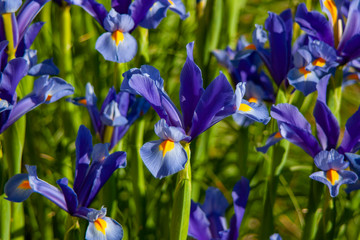 blue iris in the garden