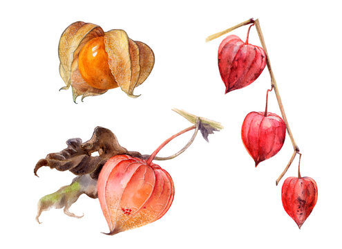 Autumn physalis watercolor isolated on white background