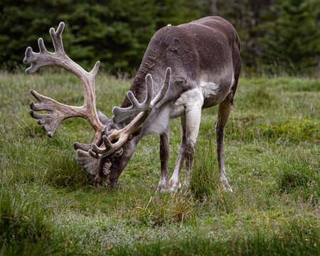 Caribou