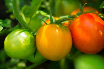 Red ripe and green ripening tomatoes on the branch of the plant close-up.Photo.