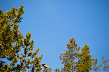 Obraz premium Clarks Nutcracker bird dives from the top of a pine tree in Yellowstone National Park and is caught mid-dive