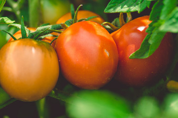 Red ripe and green ripening tomatoes on the branch of the plant close-up.Photo.