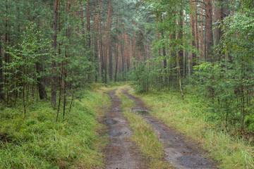 Leśna droga w sosnowym lesie.