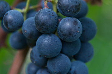 Owoce winogrona.