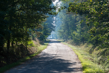 Wąska, asfaltowa droga w lesie.