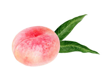 Pink figs peach fruit watercolor isolated on white background