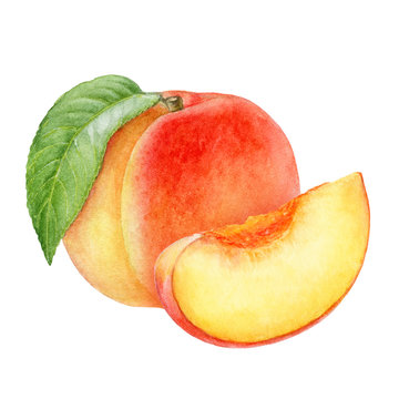 Peach fruit watercolor isolated on white background