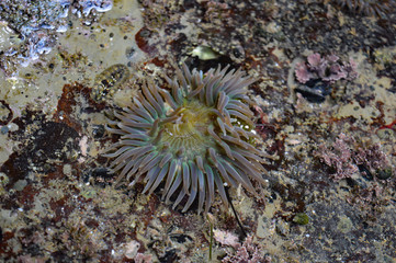 Naklejka na ściany i meble Wild sea anemone living in a tide pool