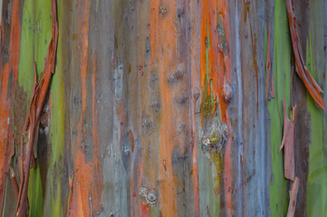 Rainbow Eucalyptus tree bark texture of beautiful greens, oranges, and greys