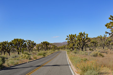 California Joshua Trees along the highway with a brillant blue sky