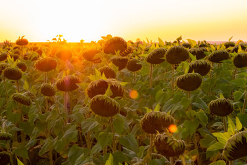 sunflowers at sunset