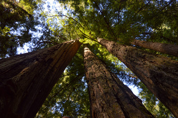 Bottom-up view of the world's tallest trees - the Californian Redwoods - with the golden sun illuminating their leaves