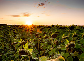 sunflowers at sunset