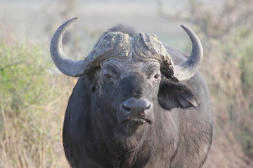 Roaming African buffalo 