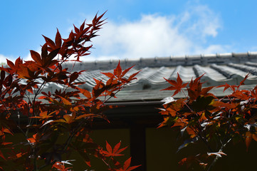 Japanese maple leaves in front of a blurred Japanese rooftop