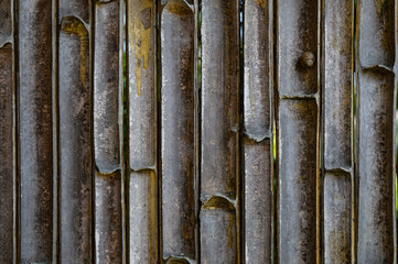 A tiny snail sits on a weathered bamboo fence 