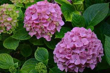 Close-up of three lush, pink hydrangea flowers in different stages of bloom