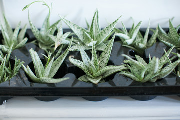 Succulent Aloe Vera Plant on Pot. On White Background...