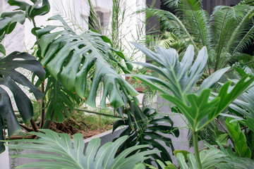 Houseplant palm. big green leaves of monstera and other plants. florist modern decoration or design.