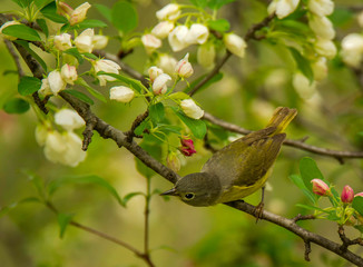Spring Warbler