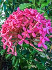 Fototapeta premium pink flowers