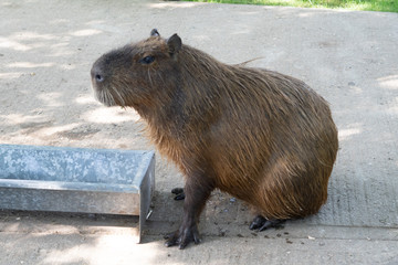 capybara