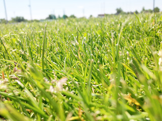 green grass and sky