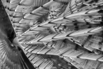 Underwater photograph of a spirograph Sabella spallanzanii, in the Mediterranean Sea