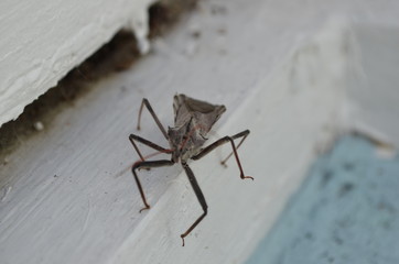 Bug insect on white ledge