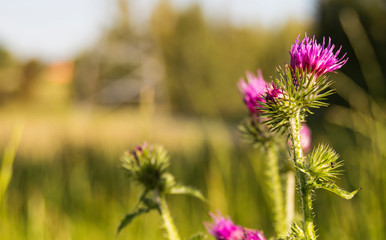 Thistle flower. Symbol of Scotland. horizontal sunny summer nature background. Botanical photo