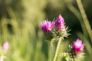 Thistle flower. The symbol of Scotland. horizontal summer nature background.