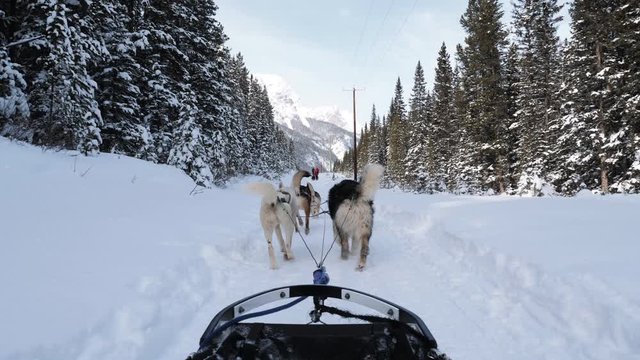 Team of Sled Dogs pull a Dog Sled through the Rocky Mountains of Canada