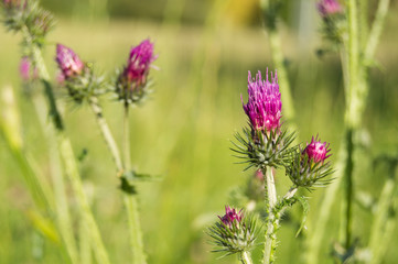 Thistle flower. The symbol of Scotland. horizontal summer nature background. Botanical photo
