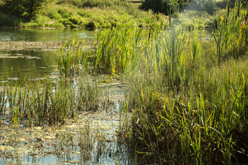 Photo of a grassy pond, pond, river. Sunny summer nature