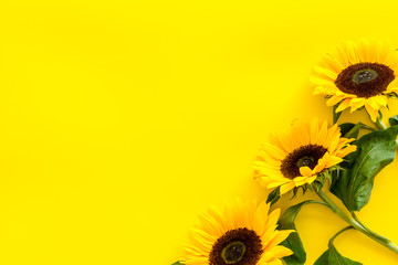 Field flowers design with sunflowers frame on yellow background top view space for text