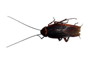 view from above of cockroach on isolated white background