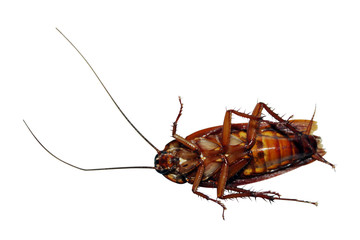 view from below of cockroach on isolated white background