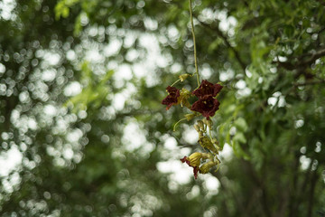 red flowers hanging on a branch shot in a park of shenzhen china