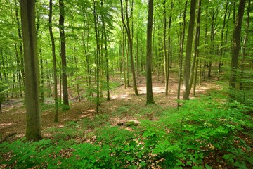 A beech tree forest in Germany