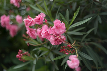 a close-up shot upon pink flowers on the tree in a hill park of shenzhen china