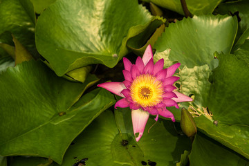a pink lotus flower in the pond with green leaves coverage