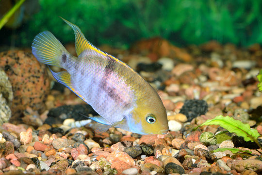 Cichlasoma sajica fish in aquarium