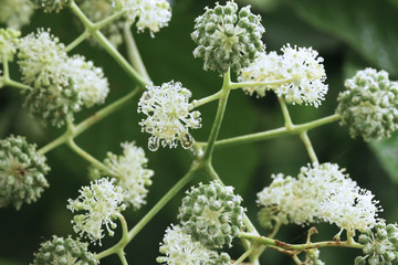 雨上がりのウドの花