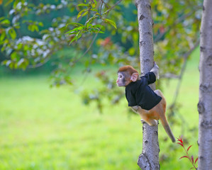 A cute little monkey, in the park