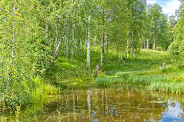 Obraz premium Sunny summer landscape with a birch grove and a pond